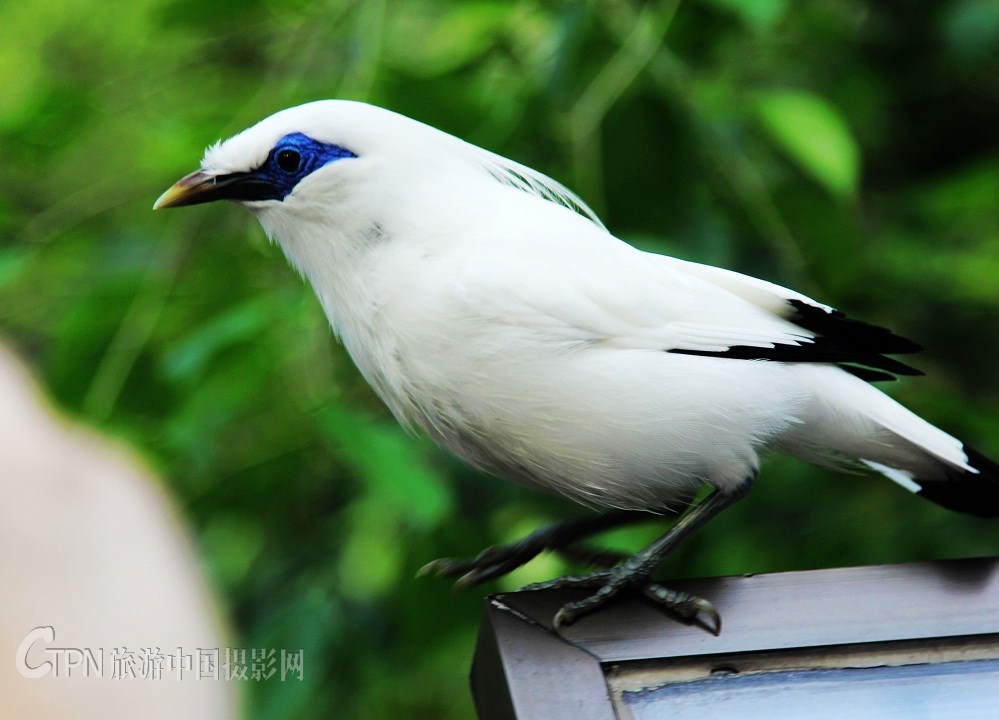 小白鸟