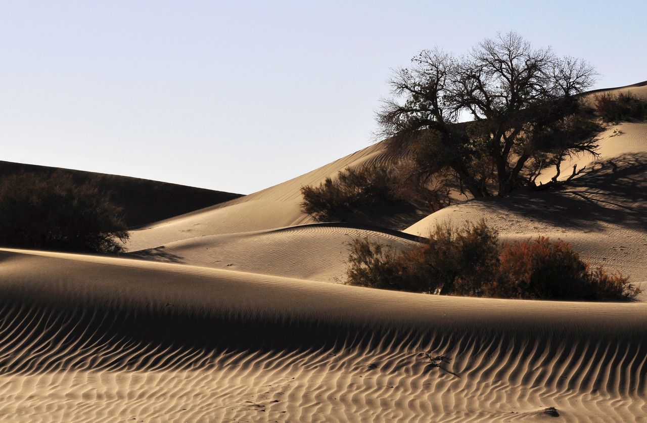 沙漠驼影1.jpg