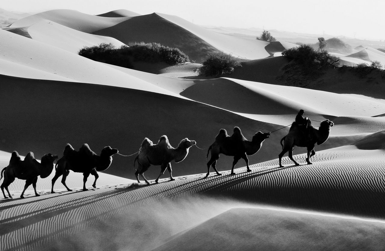 沙漠驼影5.jpg