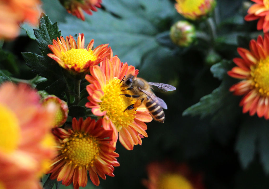 IMG_0016花儿与蜜蜂.jpg