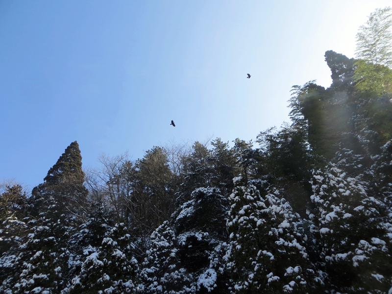 十二月二十一日庐山观雪景（花径、断桥、仙、毛住处） 140.jpg
