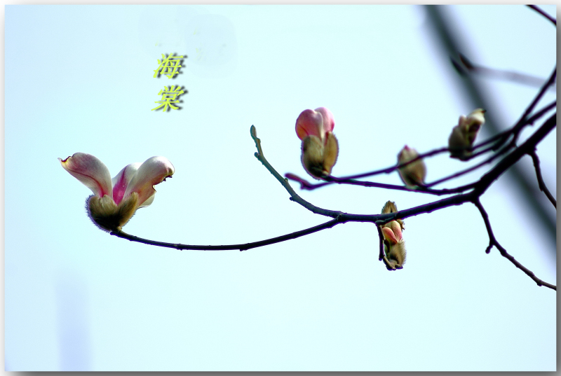 一组迎春海棠花