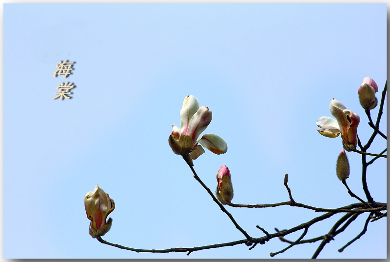 一组迎春海棠花