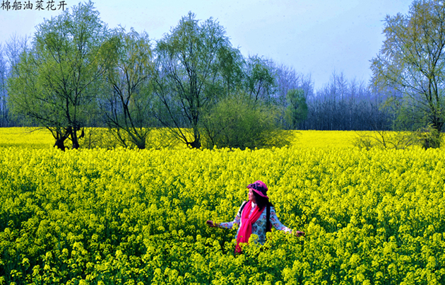 棉船油菜花香W_1994.jpg