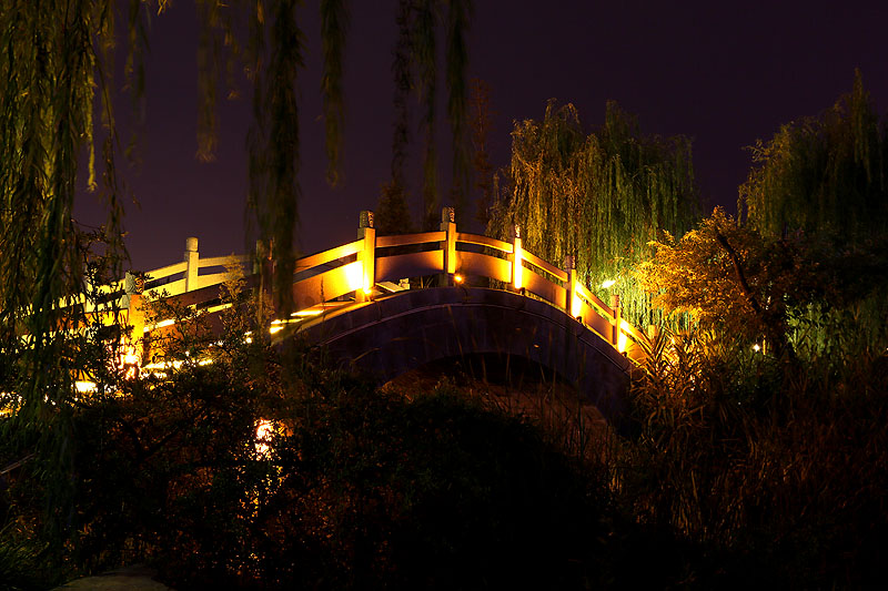 植物园 夜色5.jpg
