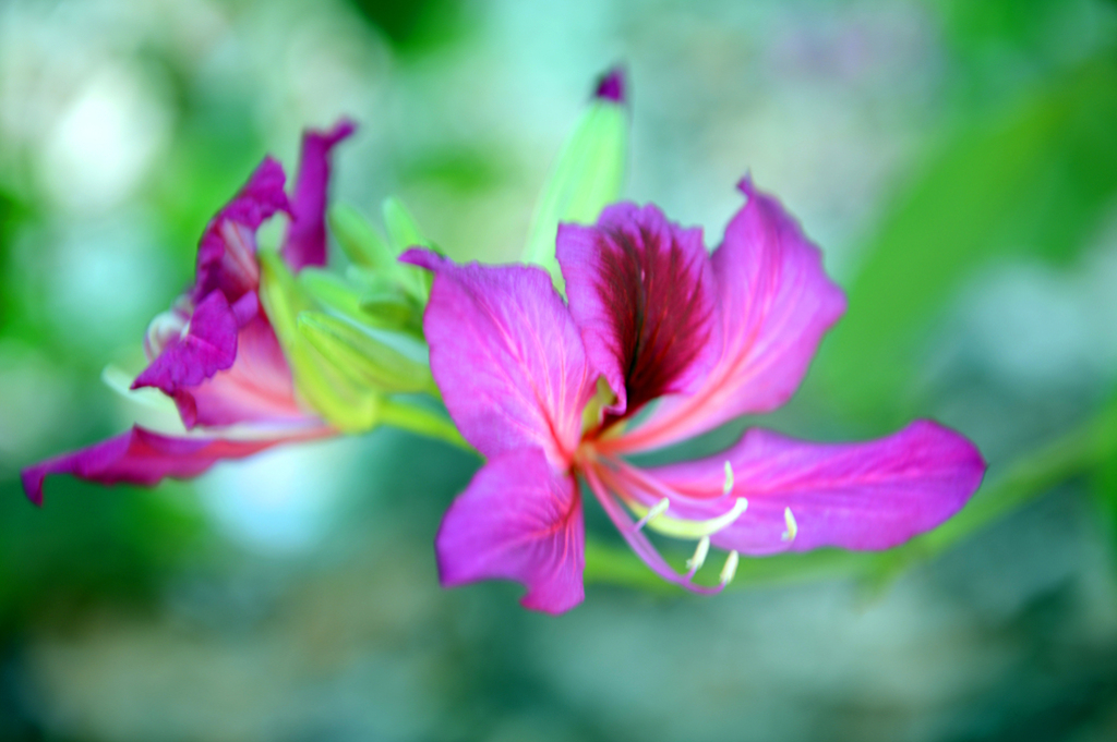 盛开的紫荆花