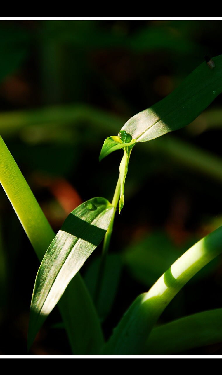 DSC_5405光影萌芽.jpg