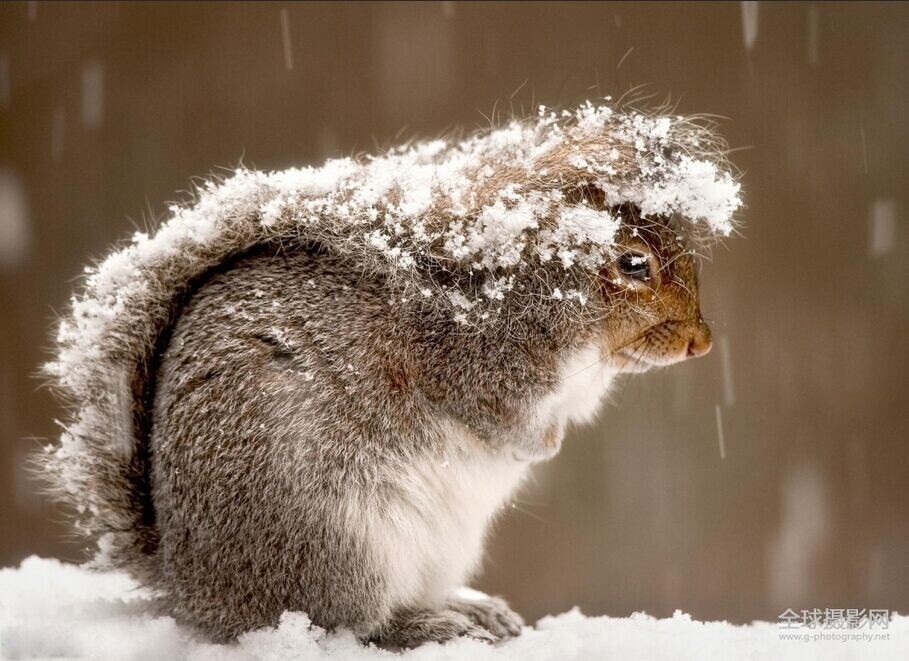 雪地里的松鼠.jpg