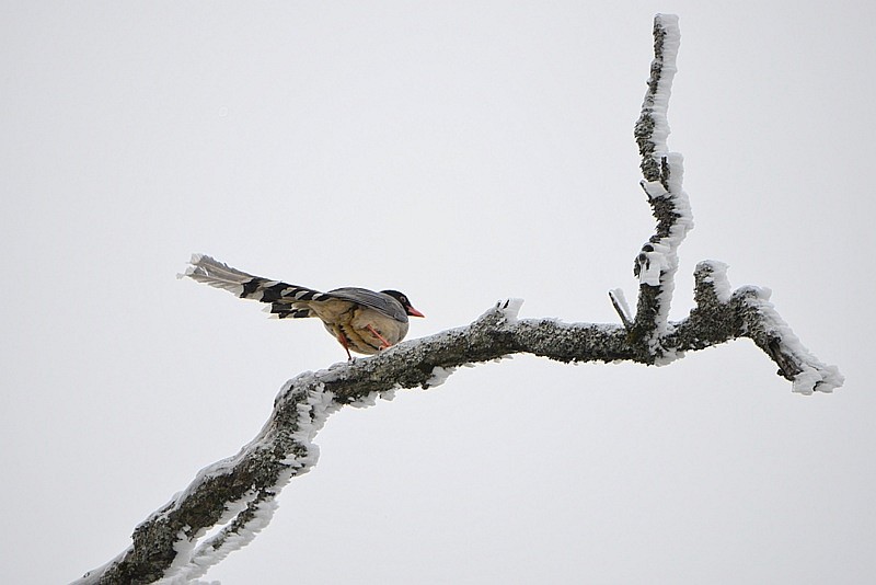 DSC_8410.jpg