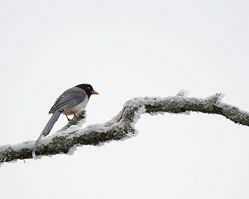 DSC_8395.jpg
