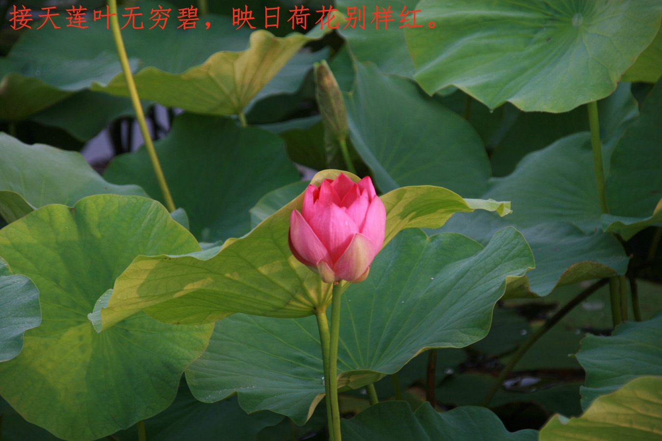 IMG_5886.JPG
