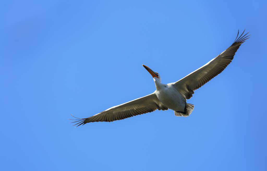20150210-HG2A0259.jpg