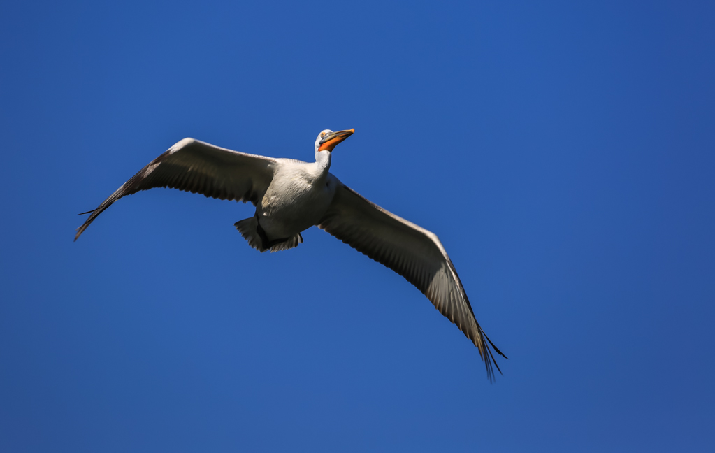 20150210-HG2A9997.jpg