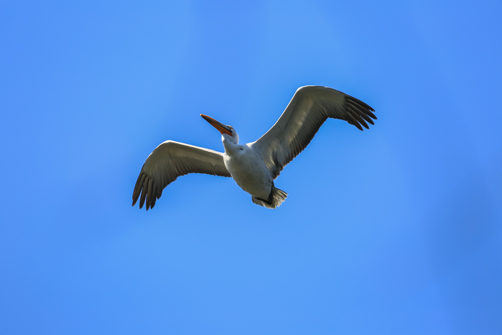 20150210-HG2A0260.jpg