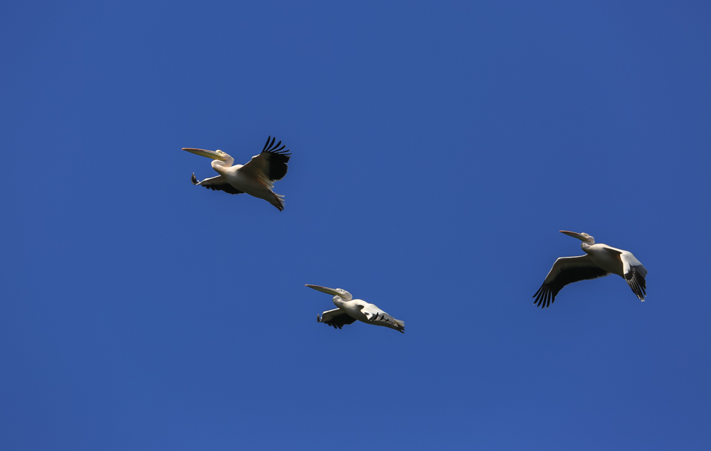 20150210-HG2A0384.jpg