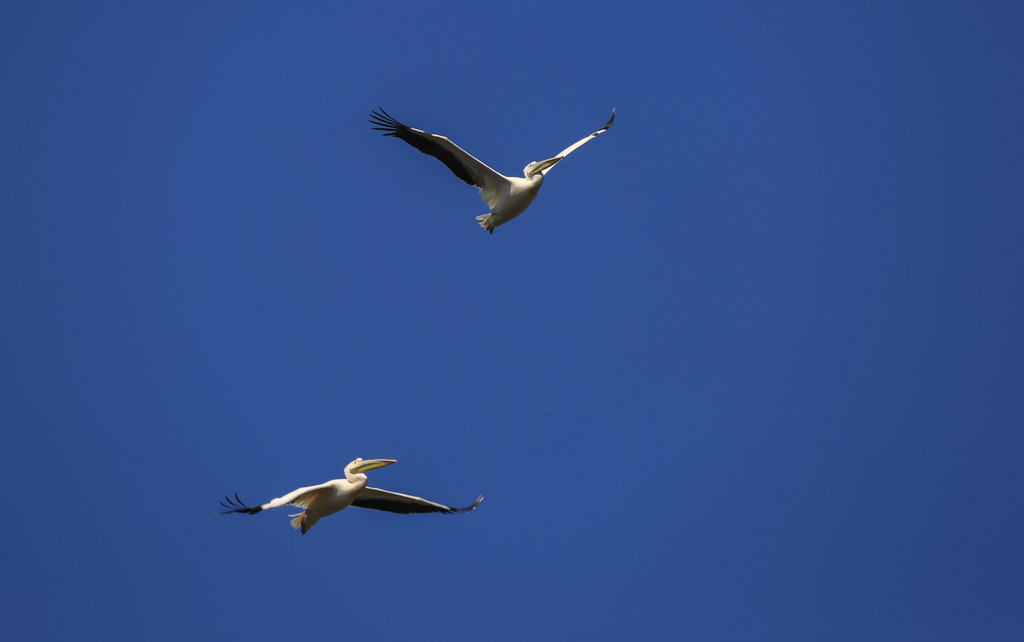 20150210-HG2A0397.jpg
