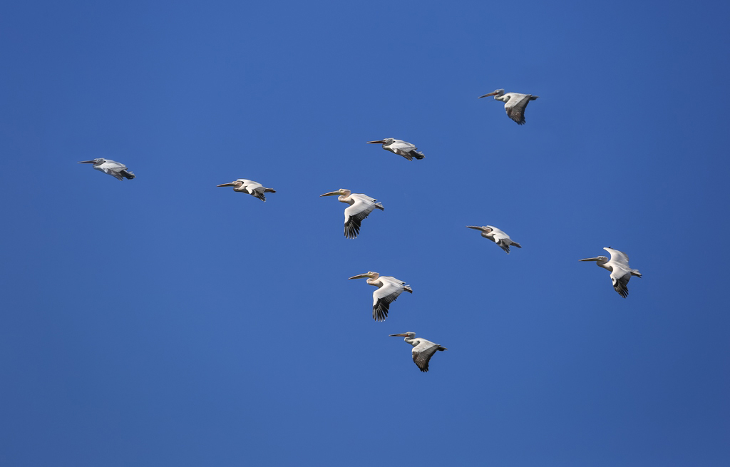 20150210-HG2A0420.jpg.thumb.jpg