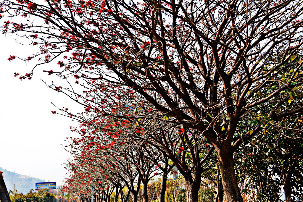 DSC_1393.JPG