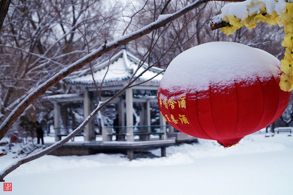 DSC03905『灯笼』迎春雪.jpg