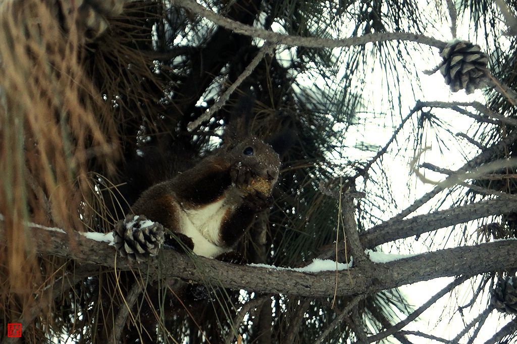DSC03912『小松鼠』.jpg