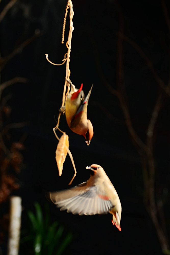 DSC_5896_副本.jpg