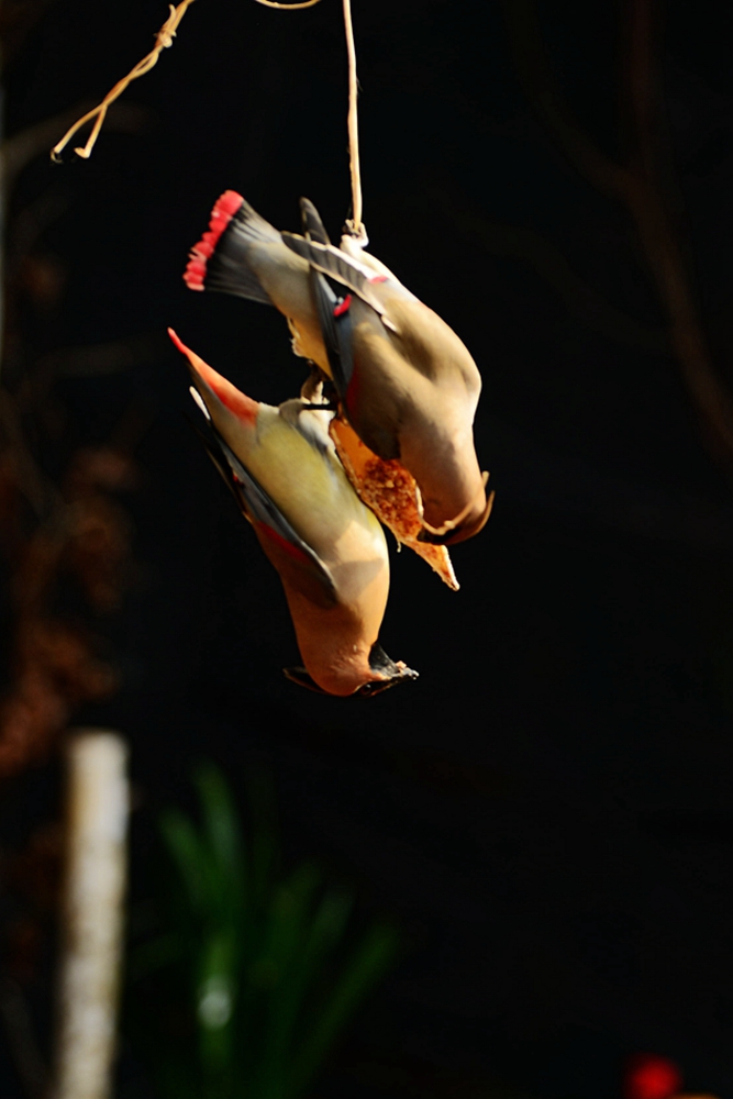 DSC_5911_副本.jpg