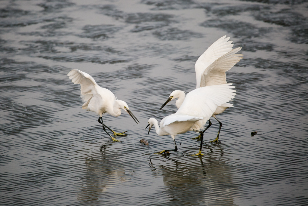 20150124-HG2A6611.jpg