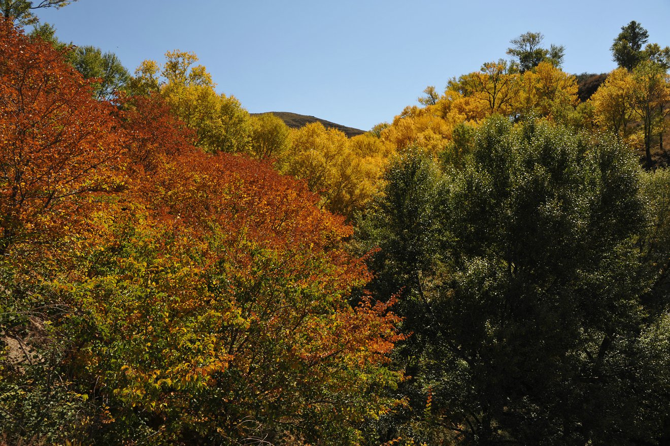DSC_0728.JPG