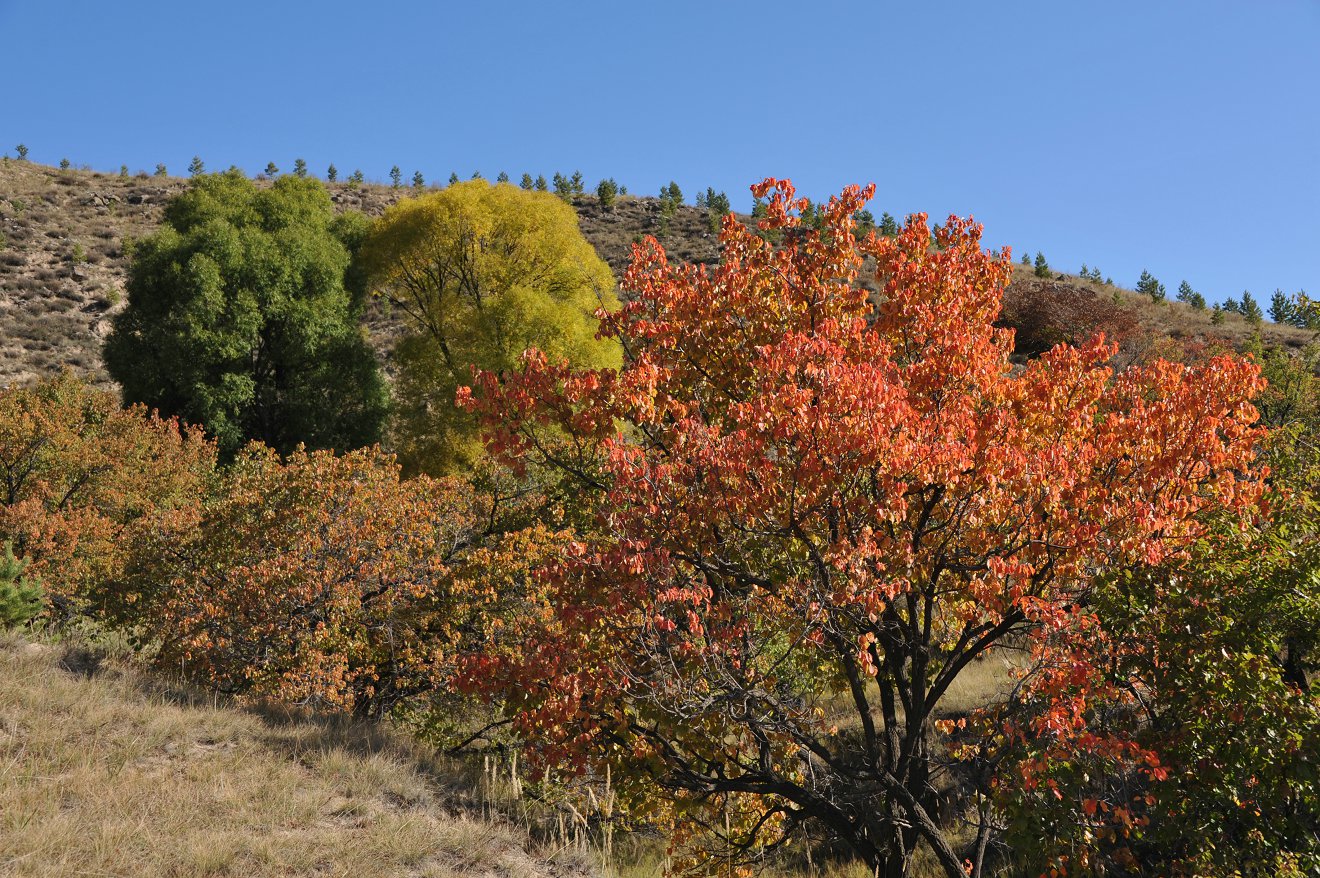 DSC_1136.JPG