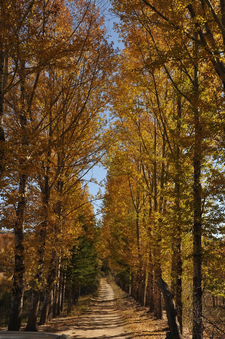 DSC_1184.JPG
