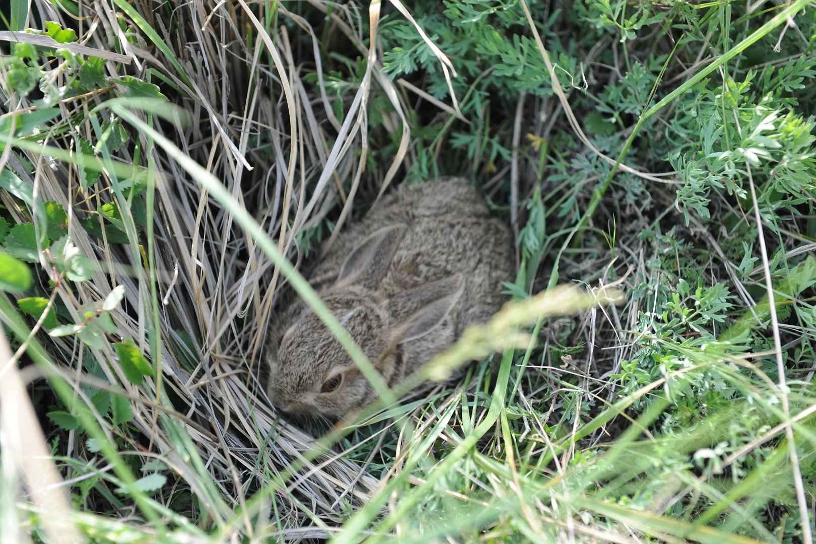 DSC_3092.JPG