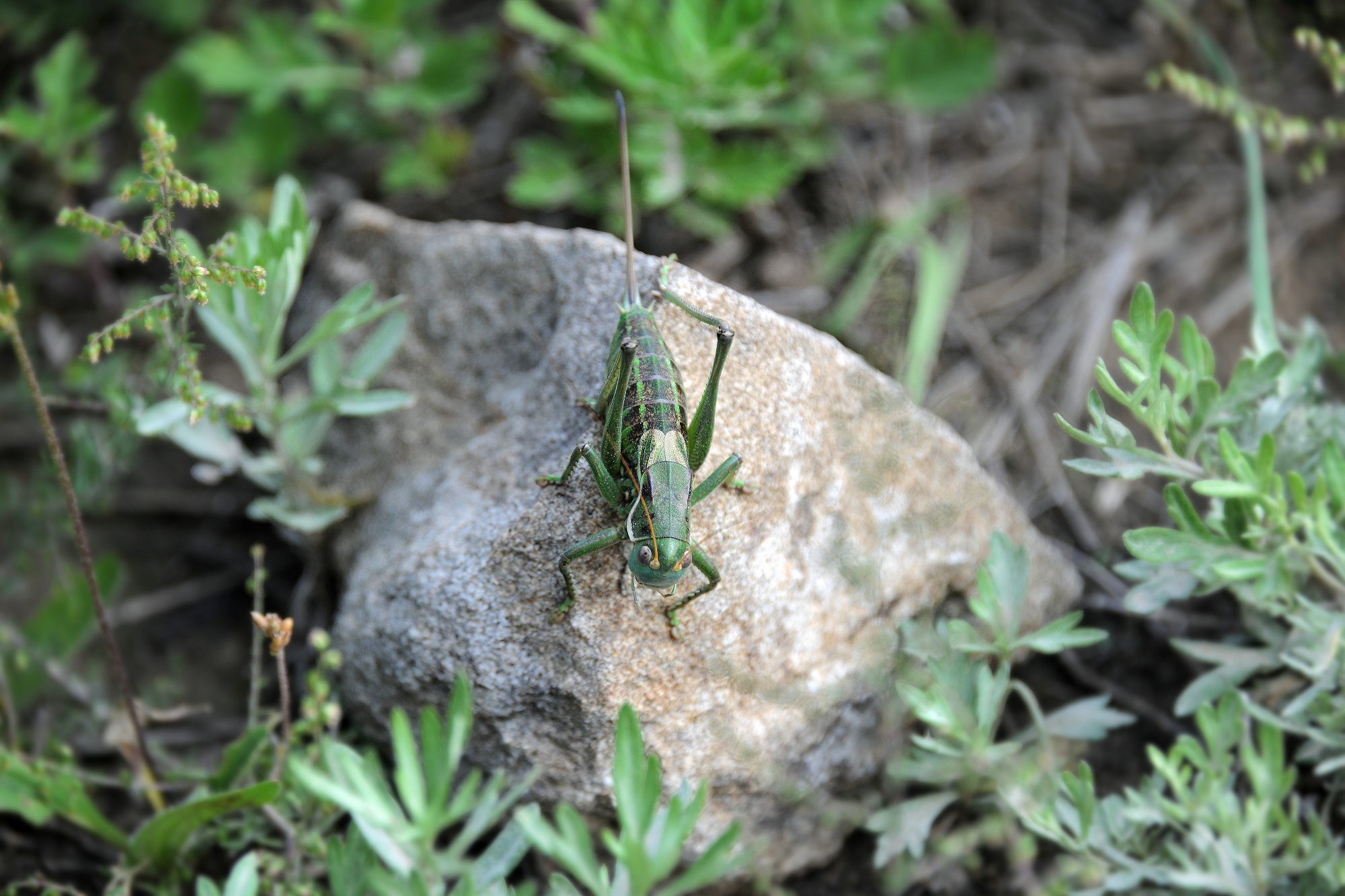 DSC_3366.JPG