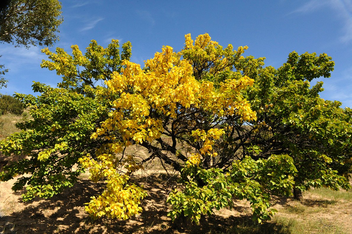 DSC_6672.jpg