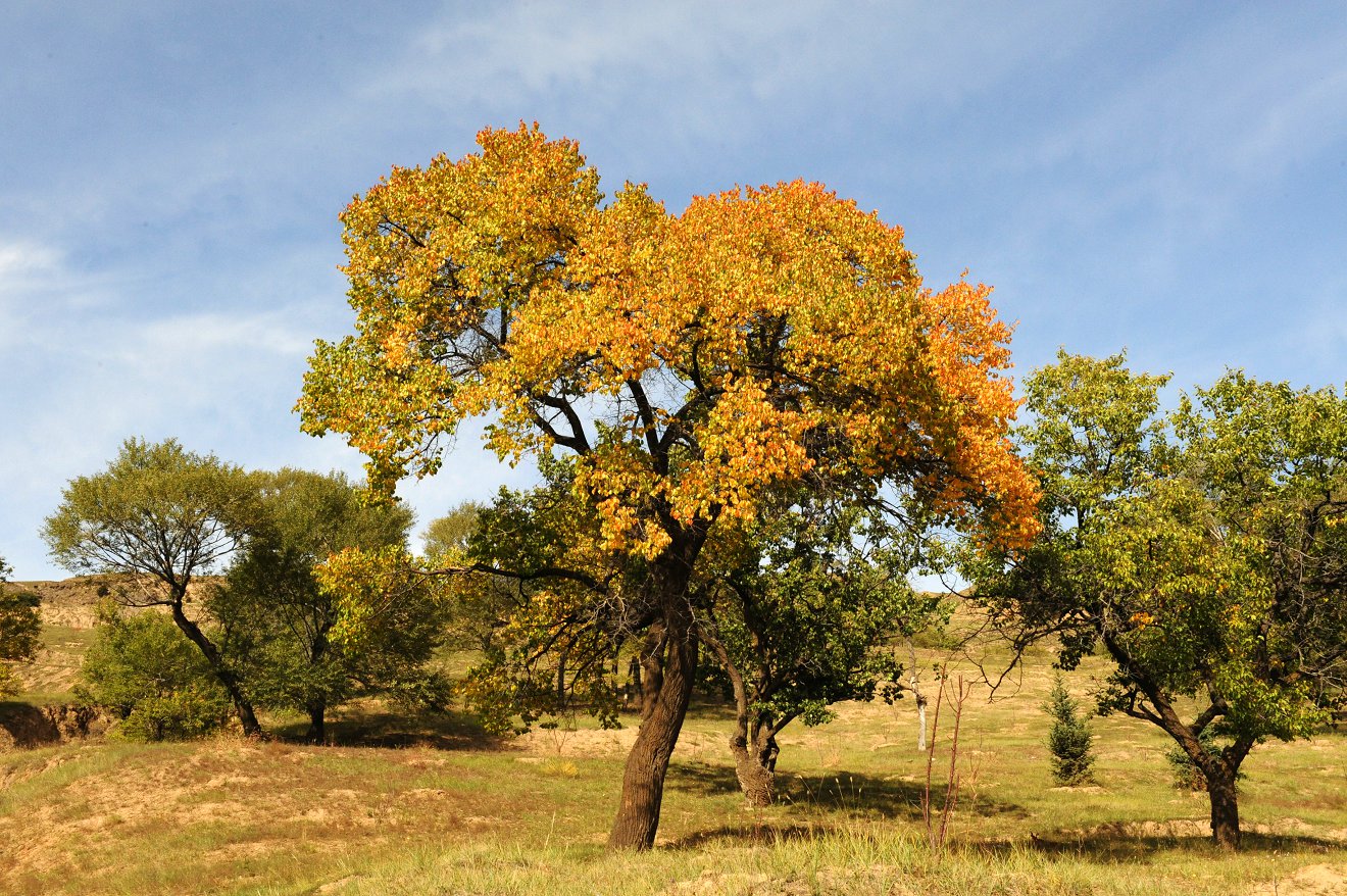 DSC_6709.jpg
