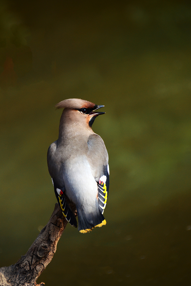 DSC_4828 副本.jpg