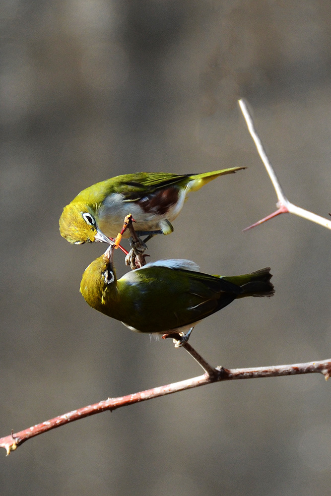 DSC_5021 副本.jpg