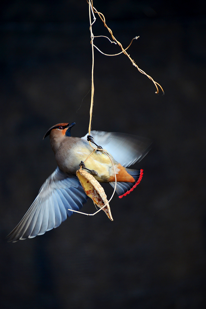 DSC_5242 副本.jpg