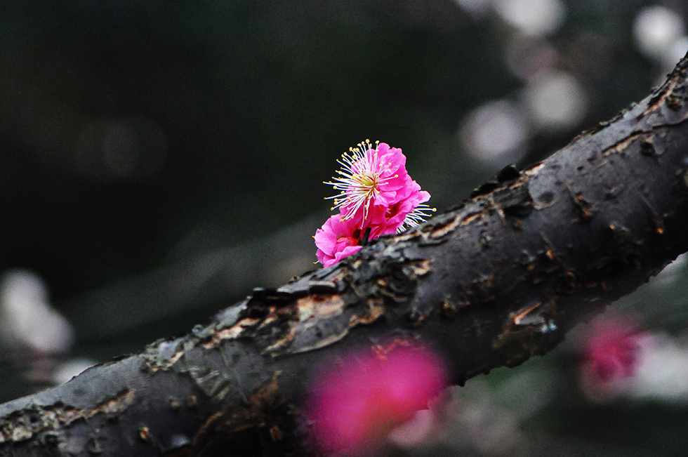 DSC_1235.jpg