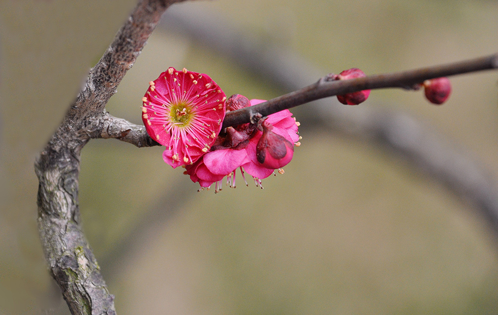 DSC_1460a.jpg