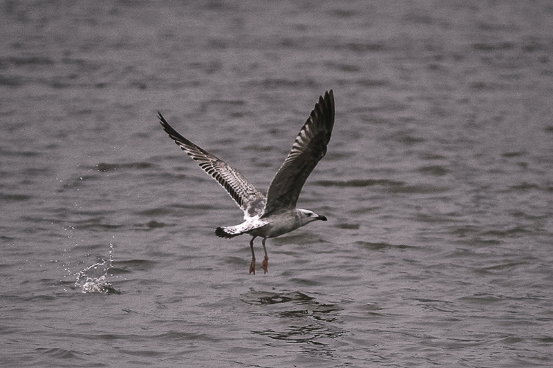 IMG_2572-.jpg