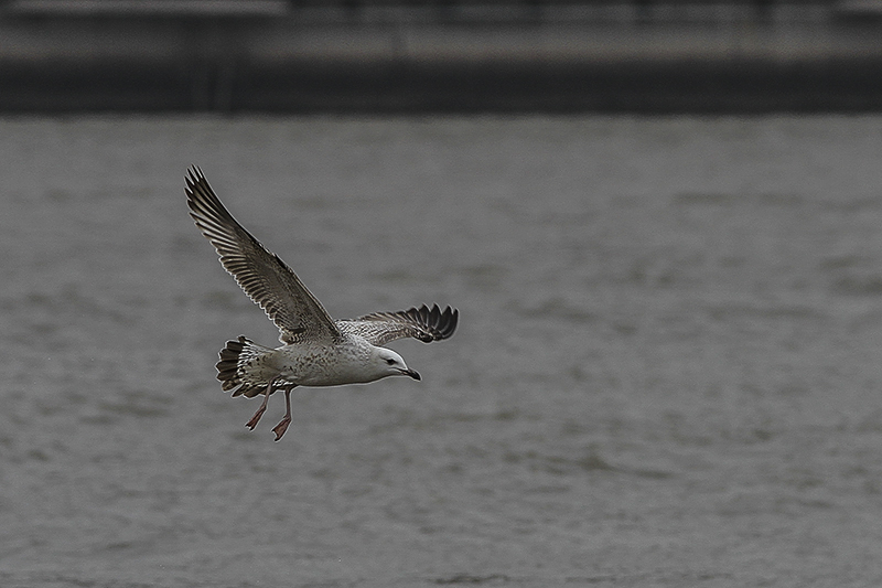 IMG_2963-.jpg