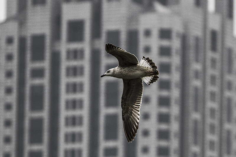 IMG_2974-.jpg