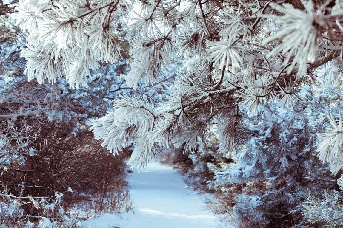 板山雪7_副本.jpg