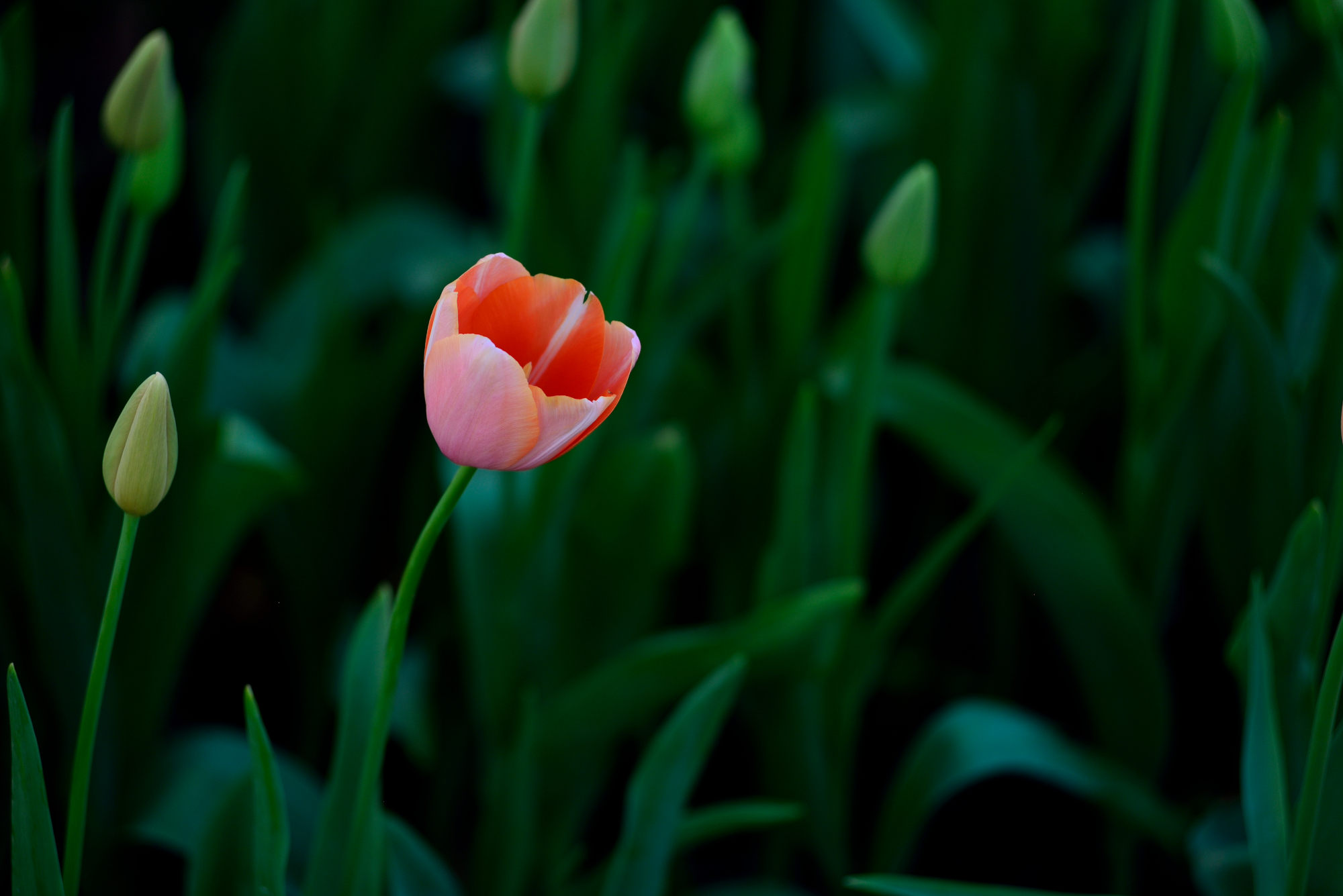 QPG_4750.JPG