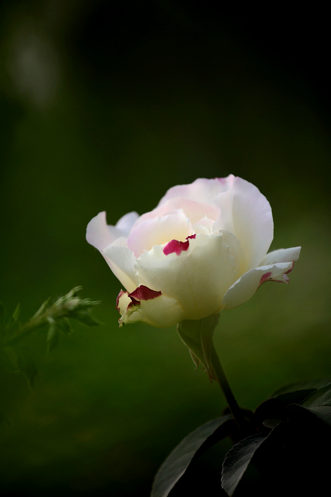 IMG_8339001001.jpg