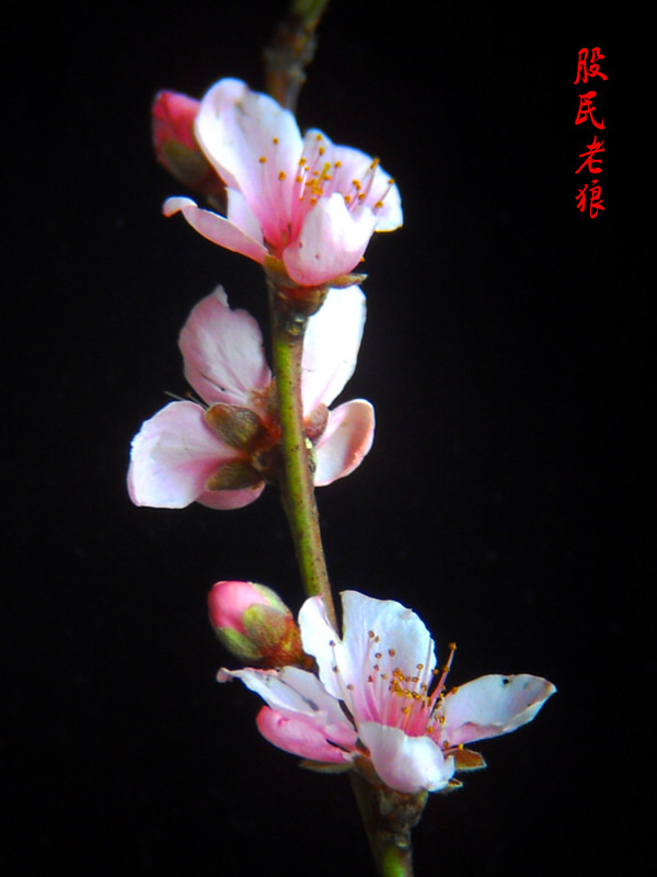 IMG_3419_HZP_副本.jpg