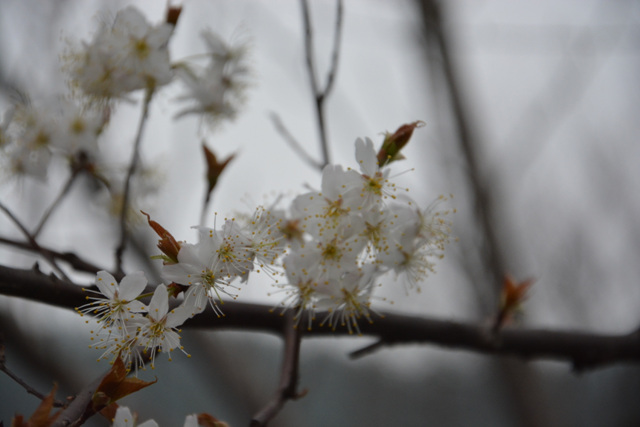 DSC_0182.jpg