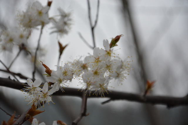 DSC_0183.jpg