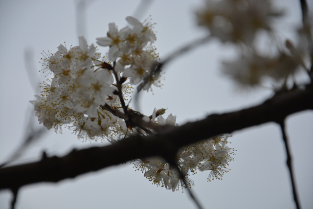 DSC_0185.jpg