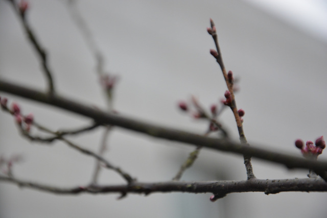 DSC_0193.jpg